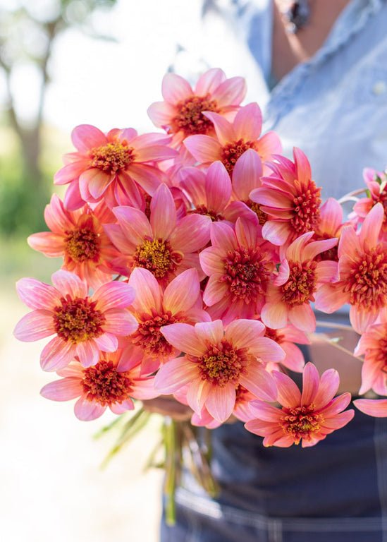 Dahlia ‘Totally Tangerine’ - Clementine Home Floral Gift