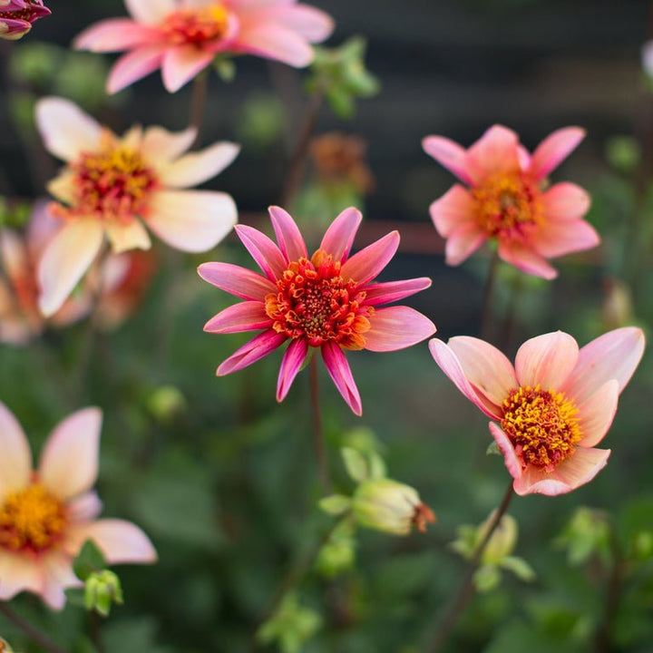 Dahlia ‘Totally Tangerine’ - Clementine Home Floral Gift