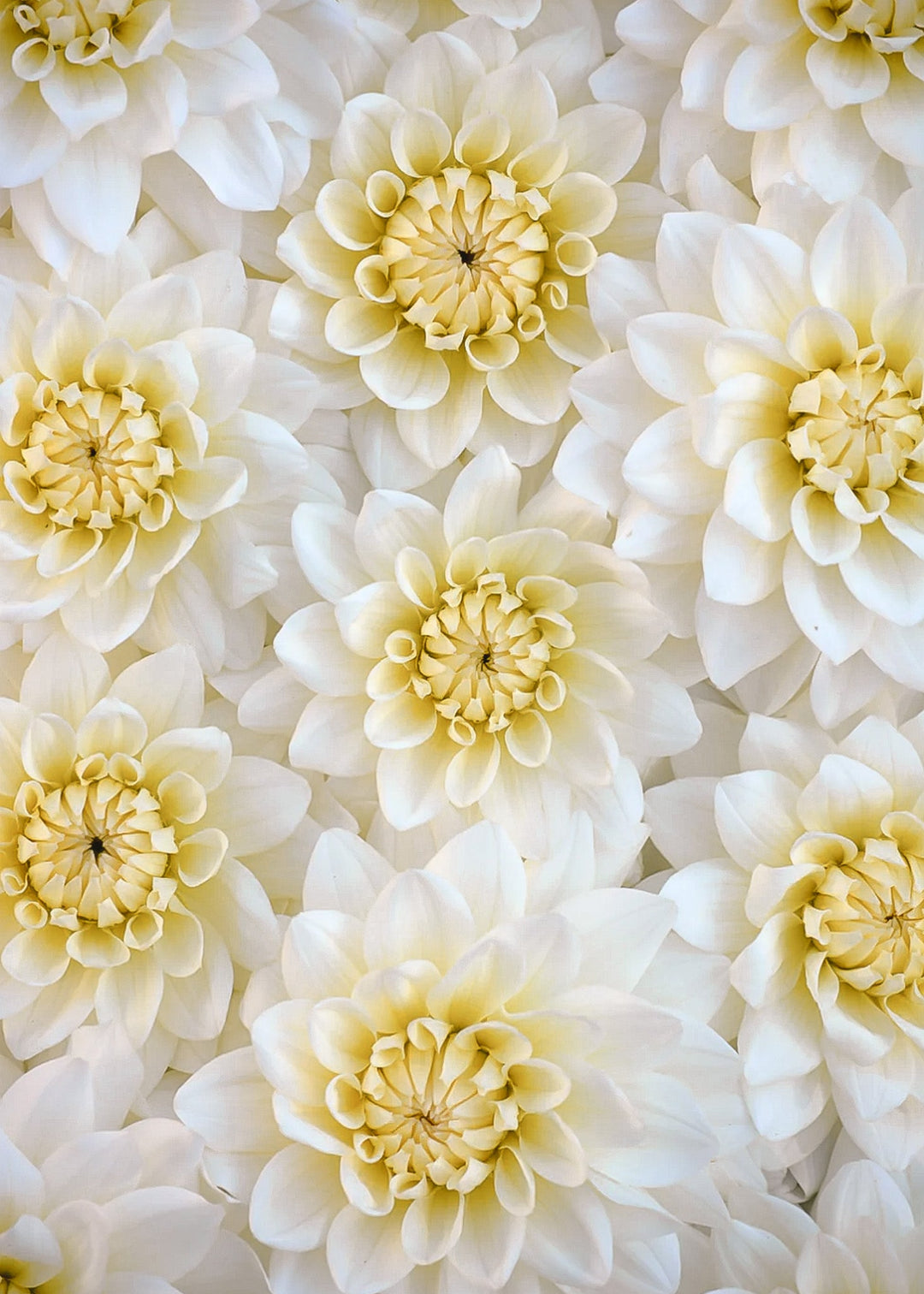 Dahlia Tuber - Bride to Be - Clementine Home Floral Gift
