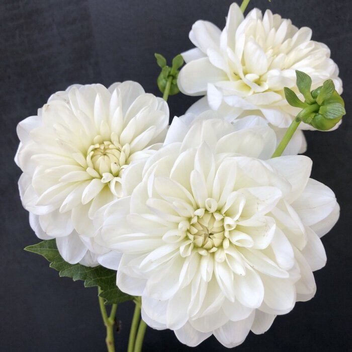 Dahlia Tuber - Bride to Be - Clementine Home Floral Gift