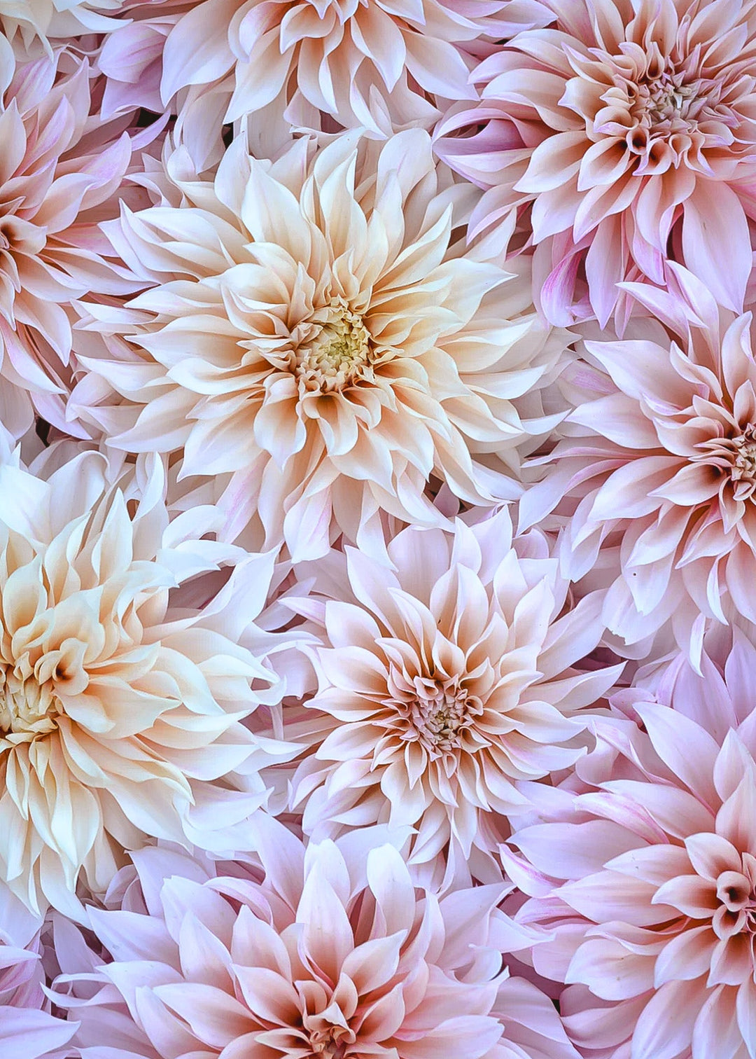 Dahlia Tuber - Cafe au Lait - Clementine Home Floral Gift