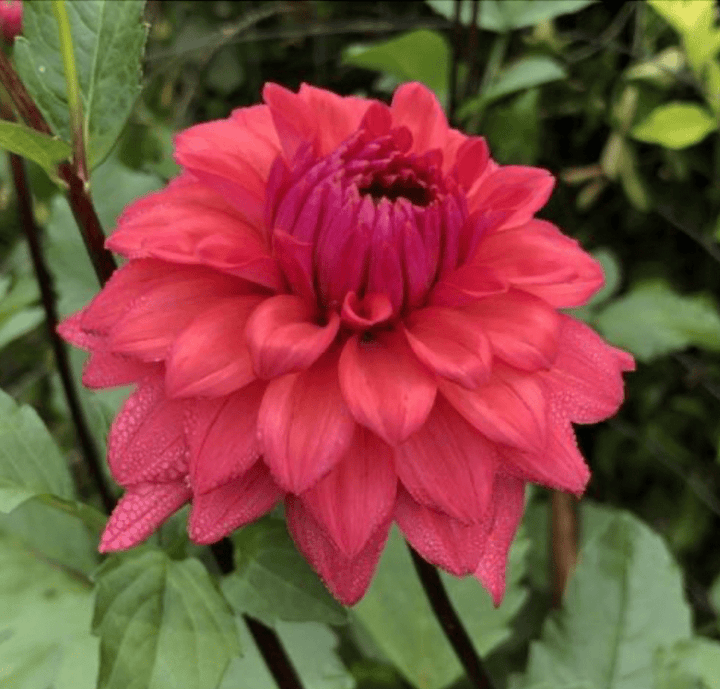Dahlia Tuber - Cheers - Clementine Home Floral Gift