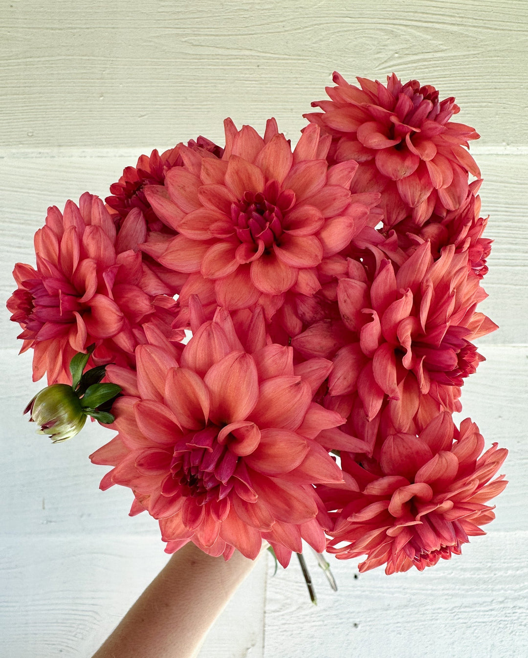 Dahlia Tuber - Cheers - Clementine Home Floral Gift