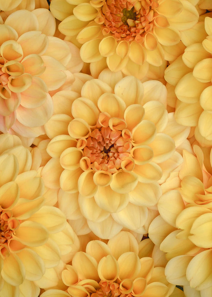 Dahlia Tuber - Ginger Snap - Clementine Home Floral Gift