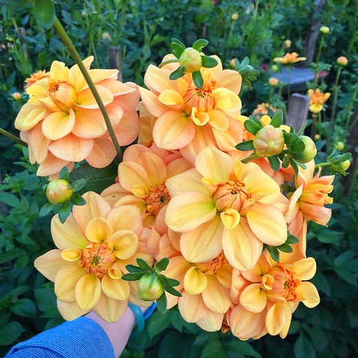 Dahlia Tuber - Ginger Snap - Clementine Home Floral Gift