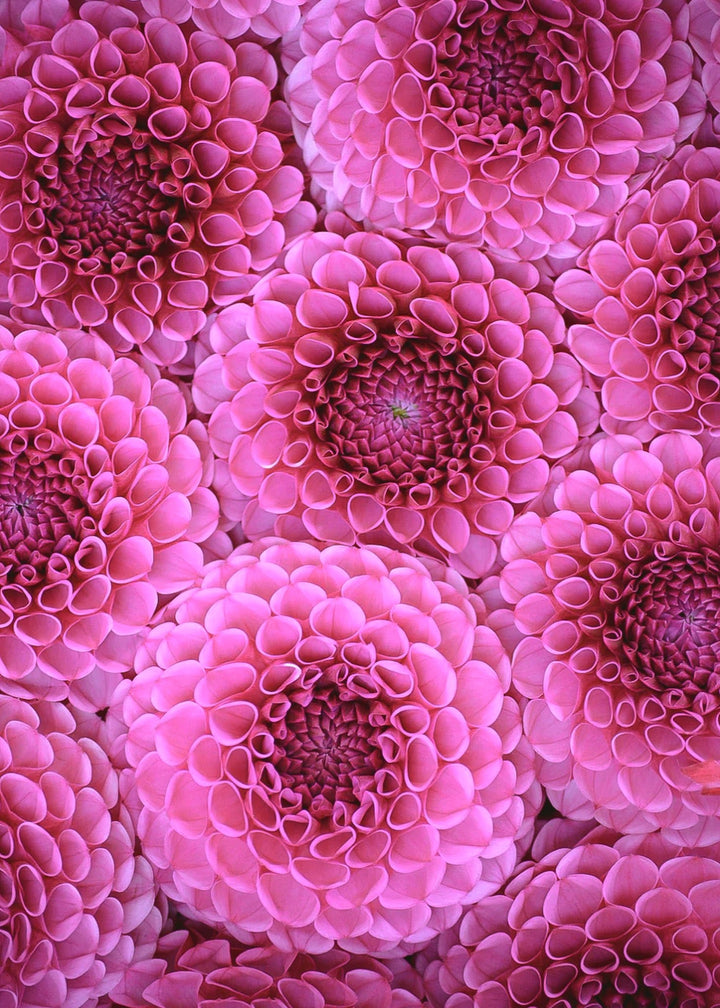 Dahlia Tuber - Isabel - Clementine Home Floral Gift
