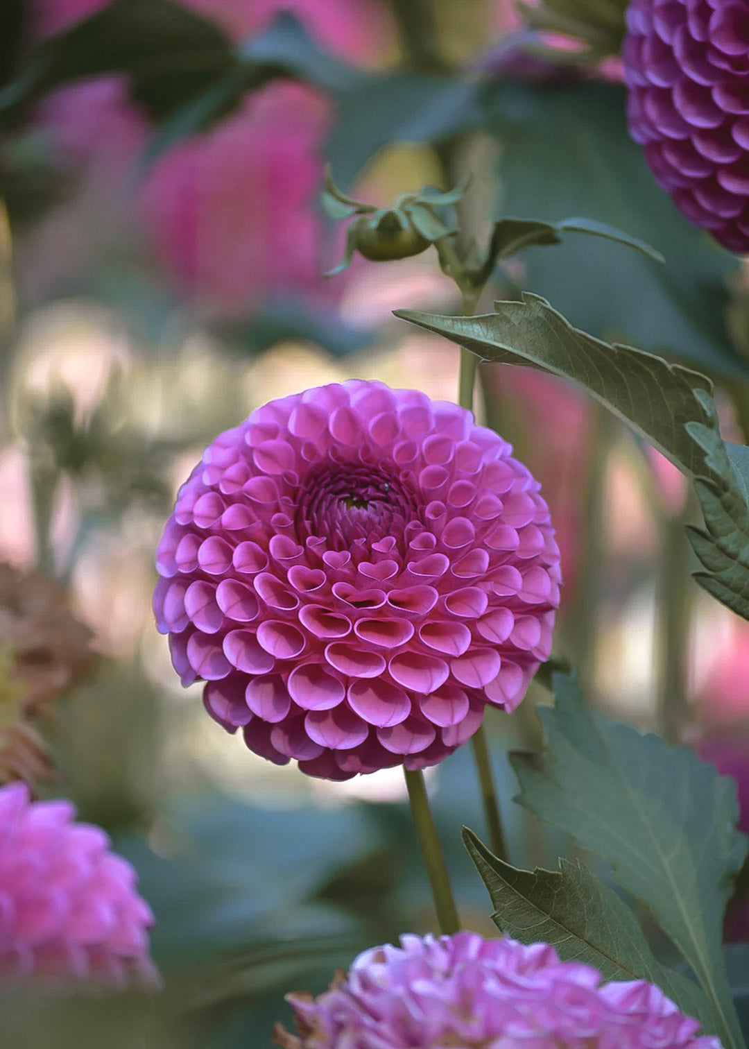 Dahlia Tuber - Isabel - Clementine Home Floral Gift