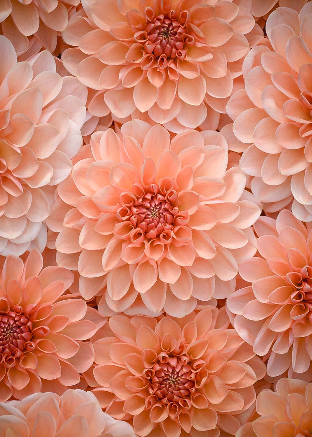 Dahlia Tuber - Maarn - Clementine Home Floral Gift