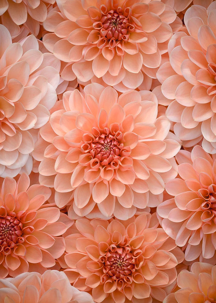 Dahlia Tuber - Maarn - Clementine Home Floral Gift