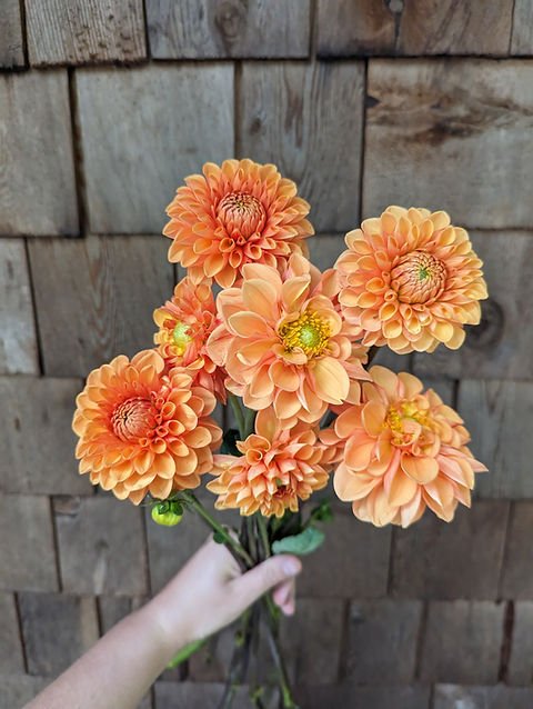 Dahlia Tuber - Maarn - Clementine Home Floral Gift