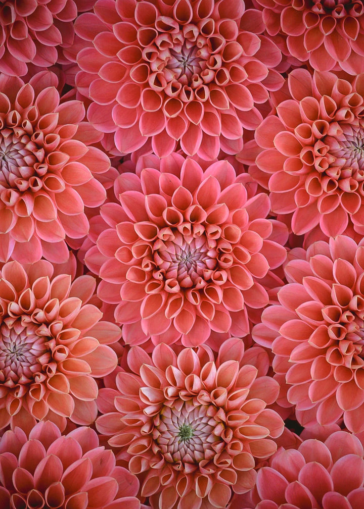 Dahlia Tuber - Parkland - Clementine Home Floral Gift