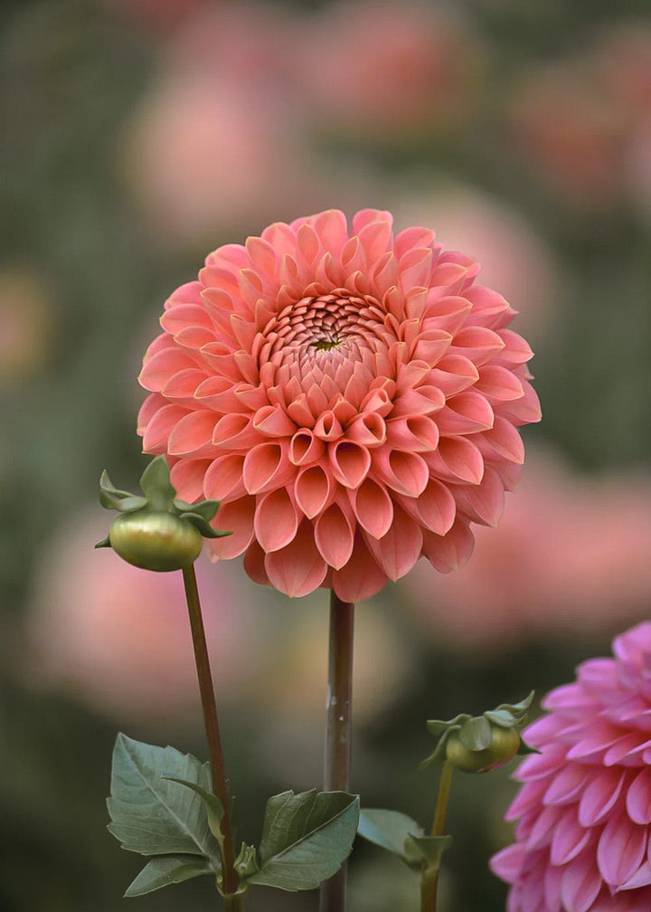 Dahlia Tuber - Parkland - Clementine Home Floral Gift