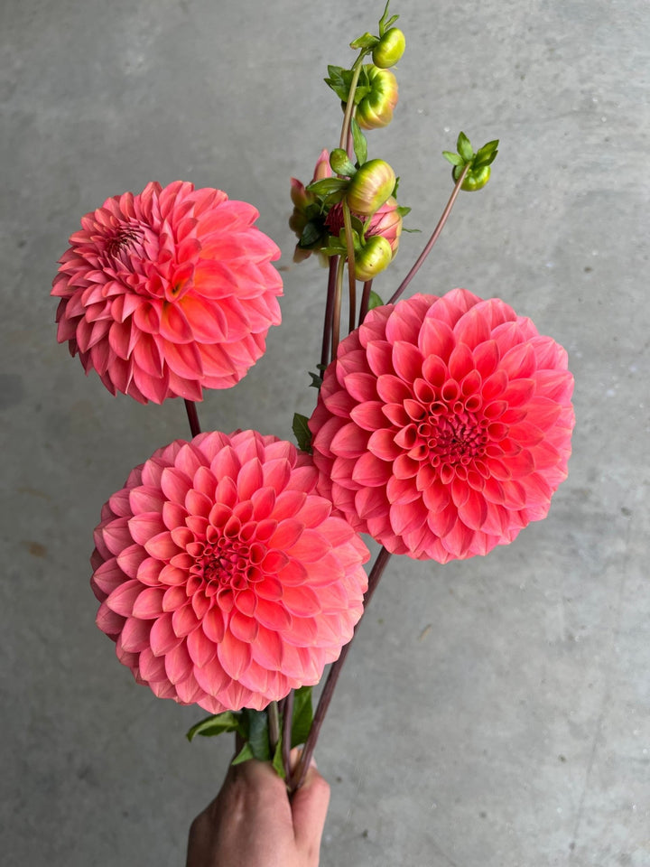 Dahlia Tuber - Parkland - Clementine Home Floral Gift