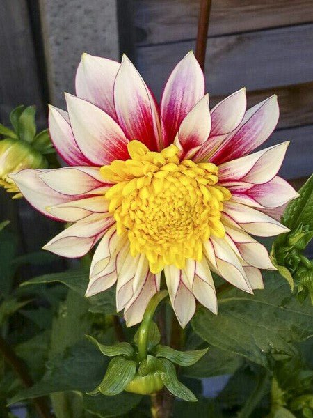 Dahlia Tuber - Polka - Clementine Home Floral Gift