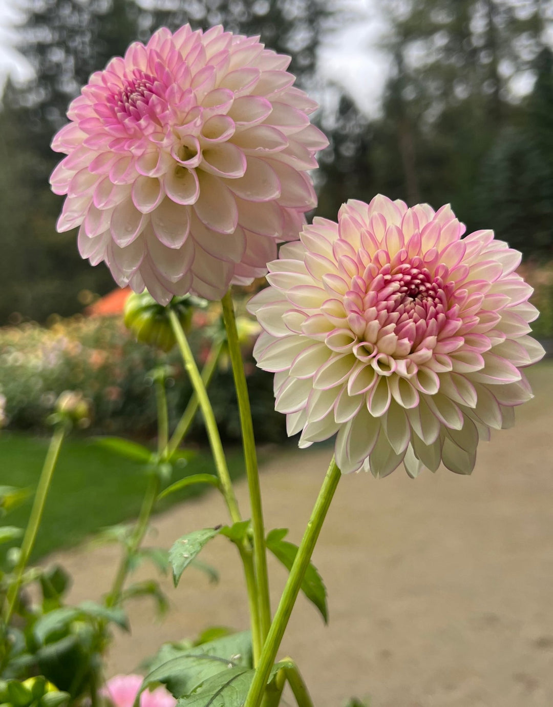 Dahlia Tuber - Sefton Silvertop - Clementine Home Floral Gift