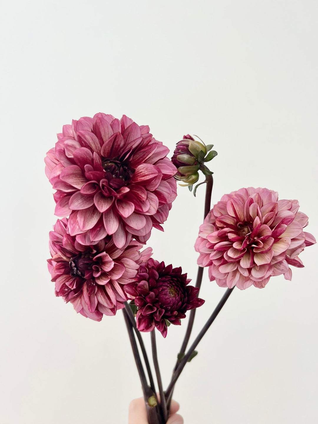 Dahlia Tuber - Senior’s Hope - Clementine Home Floral Gift