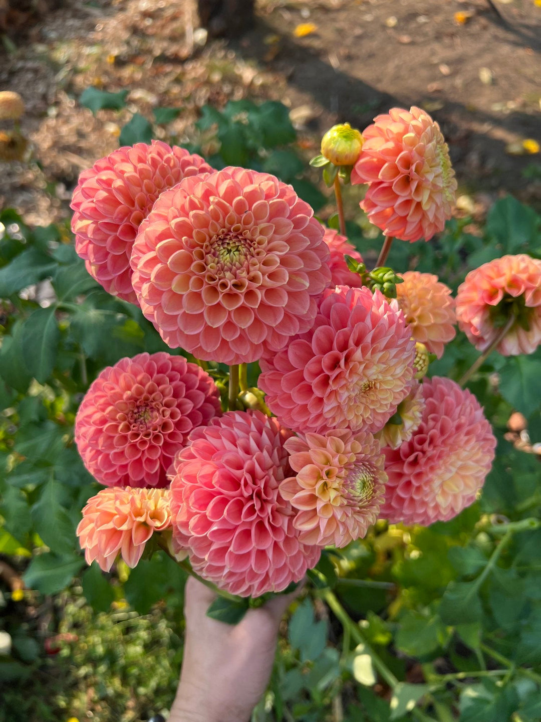 Dahlia Tuber - Snoho Dorris - Clementine Home Floral Gift
