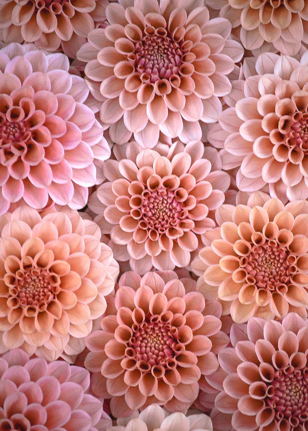 Dahlia Tuber - Snoho Dorris - Clementine Home Floral Gift