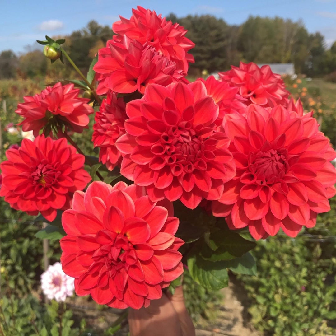 Dahlia Tuber - Tempest - Clementine Home Floral Gift