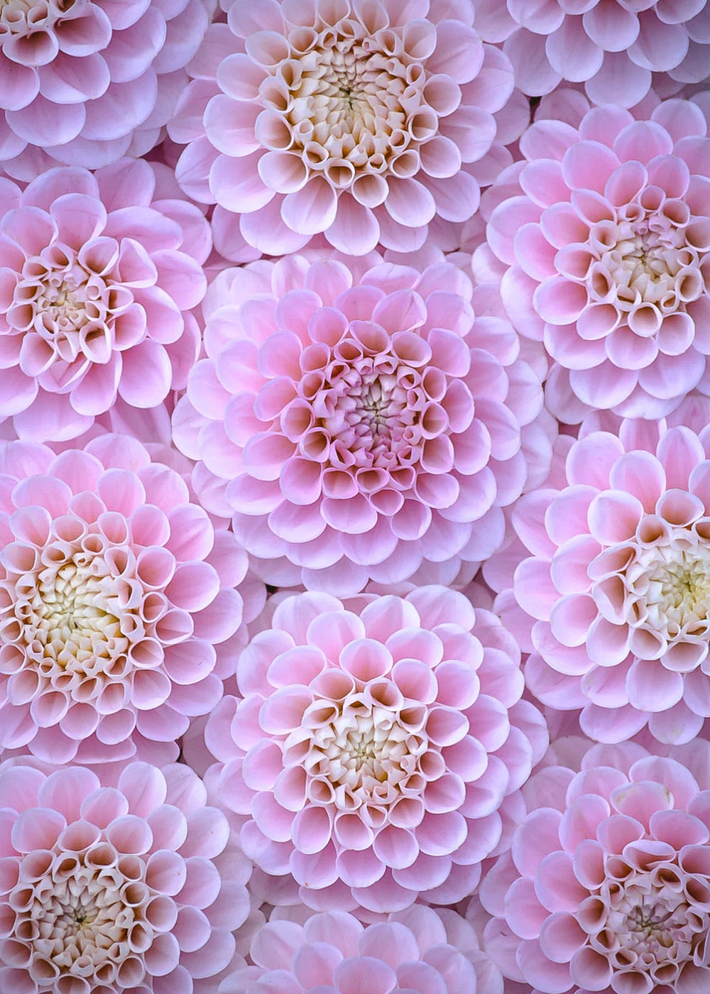 Dahlia Tuber - Wizard of Oz - Clementine Home Floral Gift