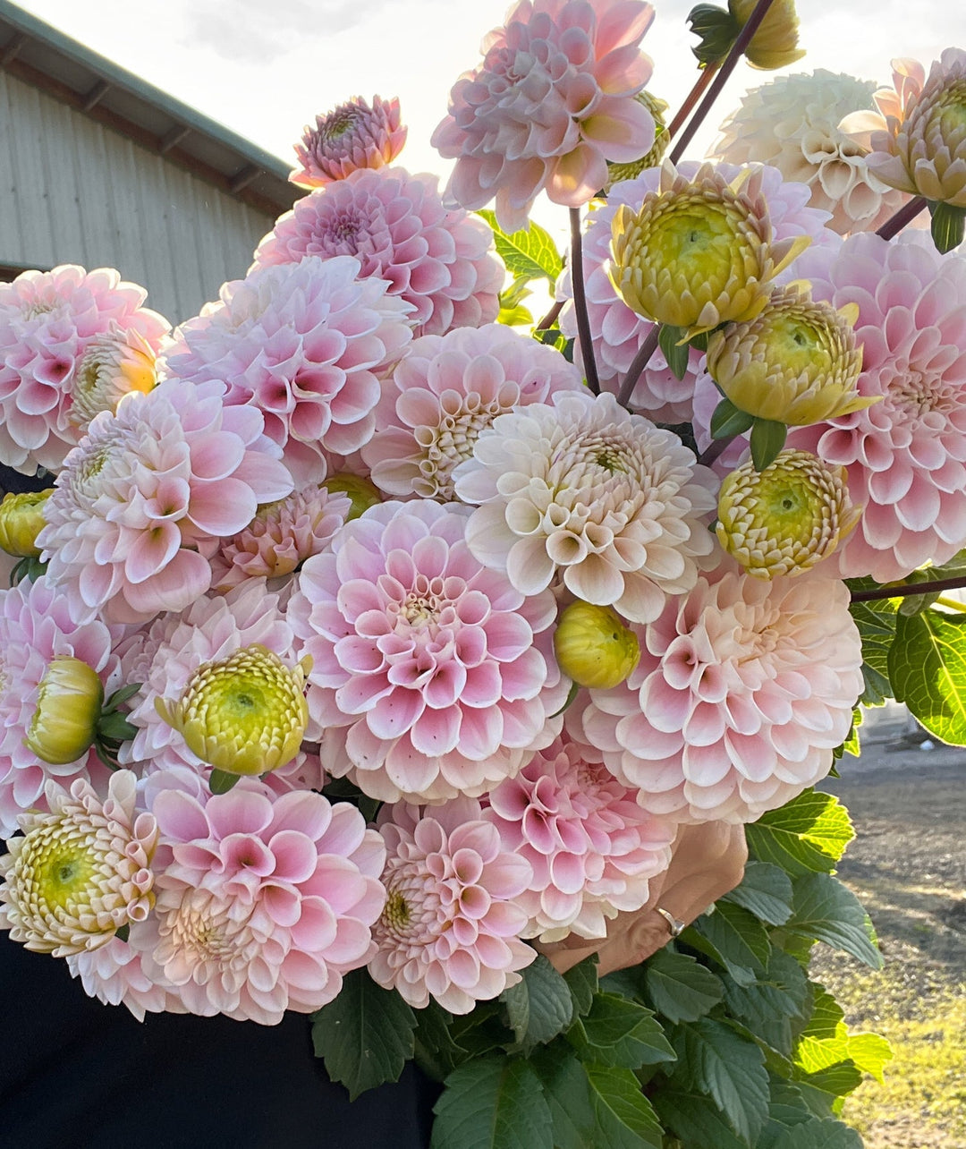 Dahlia Tuber - Wizard of Oz - Clementine Home Floral Gift