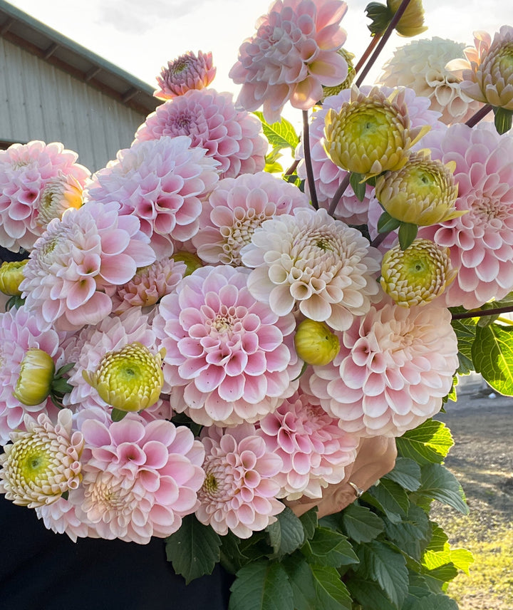 Dahlia Tuber - Wizard of Oz - Clementine Home Floral Gift