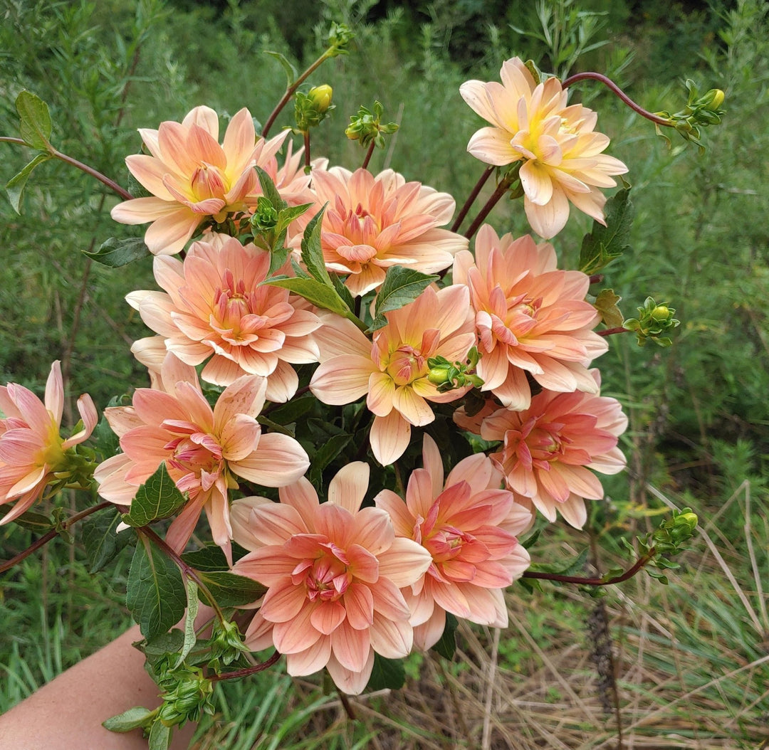 Dahlia Tuber - Yvonne - Clementine Home Floral Gift