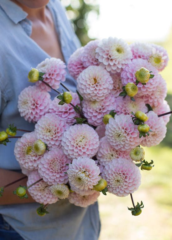 Dahlia ‘Wizard of Oz’ - Clementine Home Floral Gift