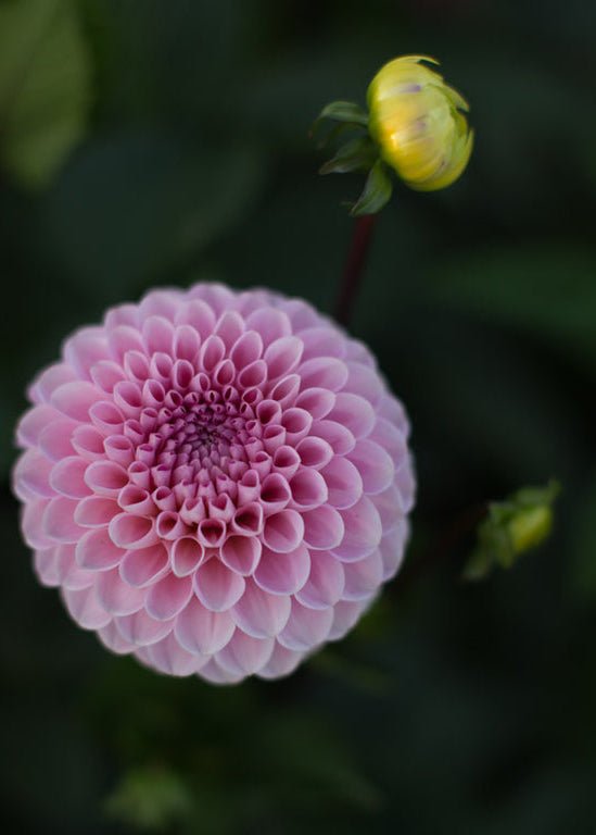 Dahlia ‘Wizard of Oz’ - Clementine Home Floral Gift