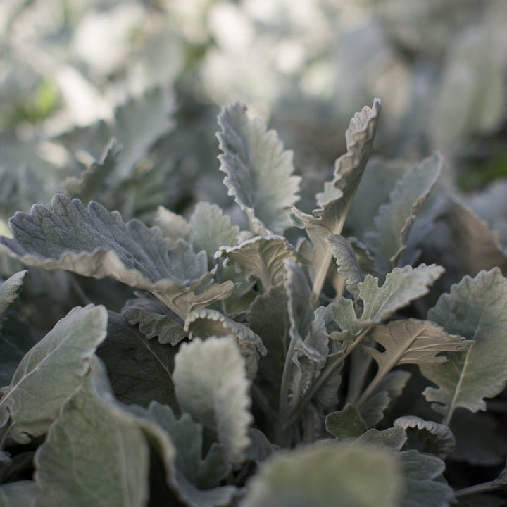 Dusty Miller ‘New Look’ - Clementine Home Floral Gift