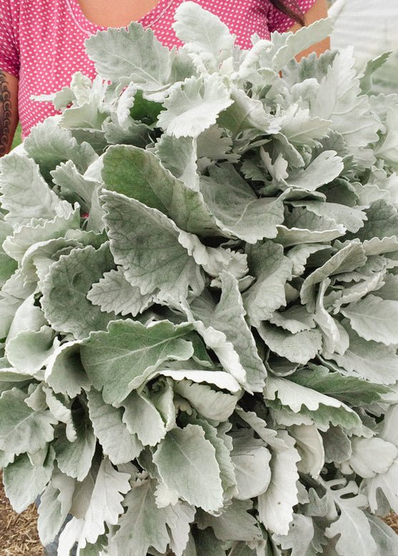 Dusty Miller ‘New Look’ - Clementine Home Floral Gift