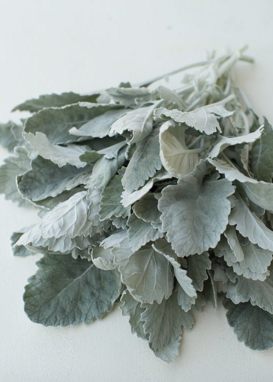 Dusty Miller ‘New Look’ - Clementine Home Floral Gift