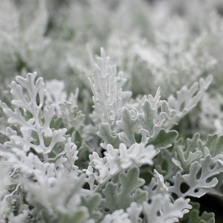Dusty Miller ‘Silver Dust’ - Clementine Home Floral Gift