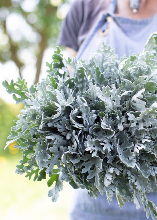 Dusty Miller ‘Silver Dust’ - Clementine Home Floral Gift