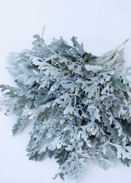Dusty Miller ‘Silver Dust’ - Clementine Home Floral Gift