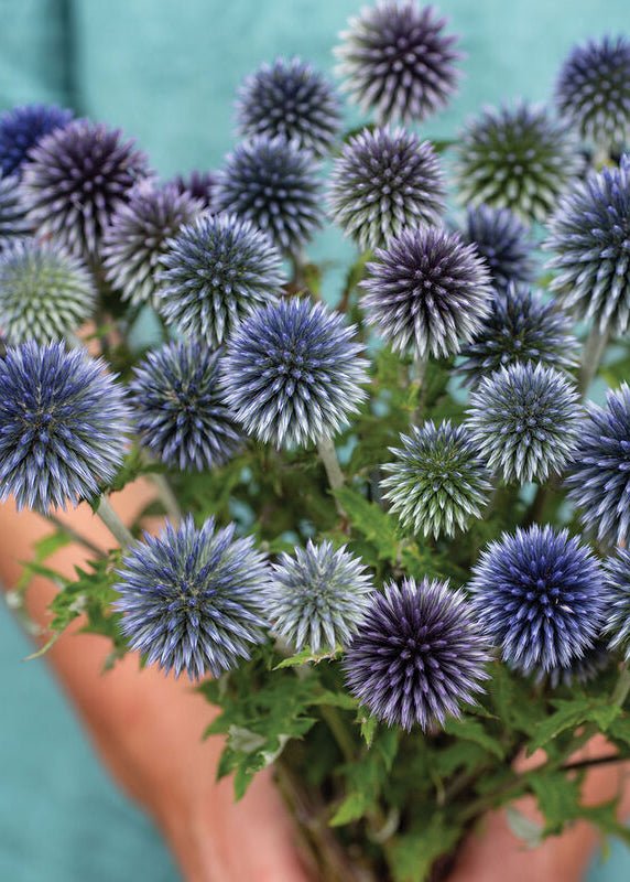 Echinops 'Ritro' - Clementine Home Floral Gift