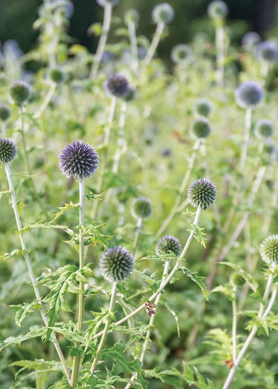Echinops 'Ritro' - Clementine Home Floral Gift