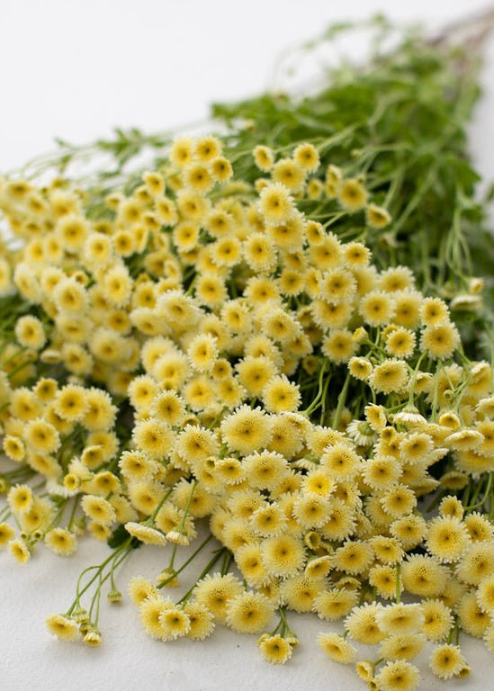 Feverfew ‘Magic Lime Green’ - Clementine Home Floral Gift