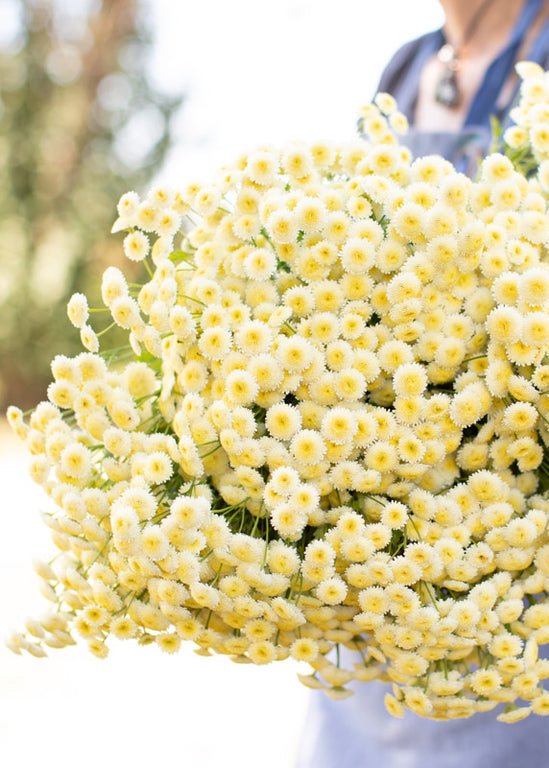 Feverfew ‘Magic Lime Green’ - Clementine Home Floral Gift