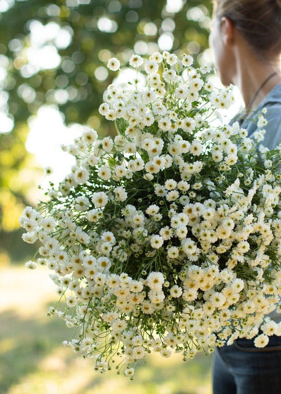 Feverfew ‘Tetra White’ - Clementine Home Floral Gift