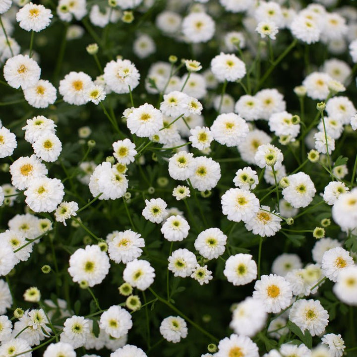 Feverfew ‘Tetra White’ - Clementine Home Floral Gift