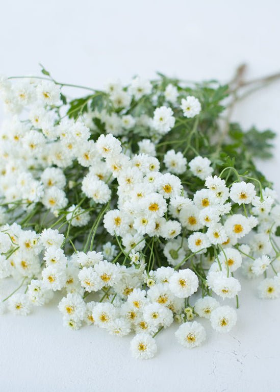 Feverfew ‘Tetra White’ - Clementine Home Floral Gift