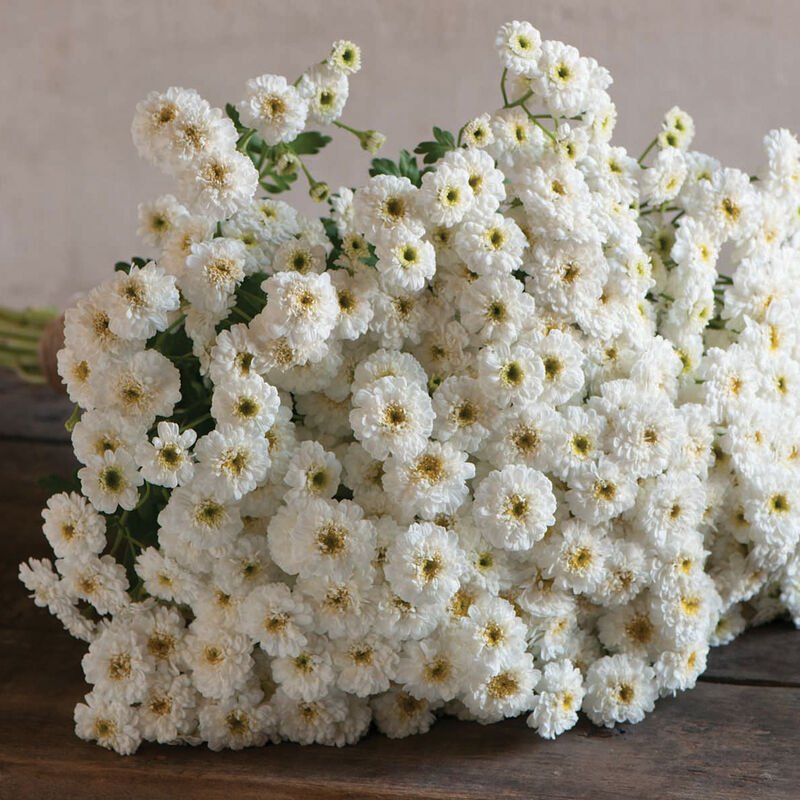 Feverfew - Tetra White - Clementine Home Floral Gift