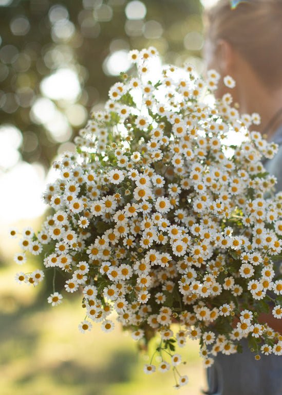 Feverfew ‘Vegmo Single’ - Clementine Home Floral Gift