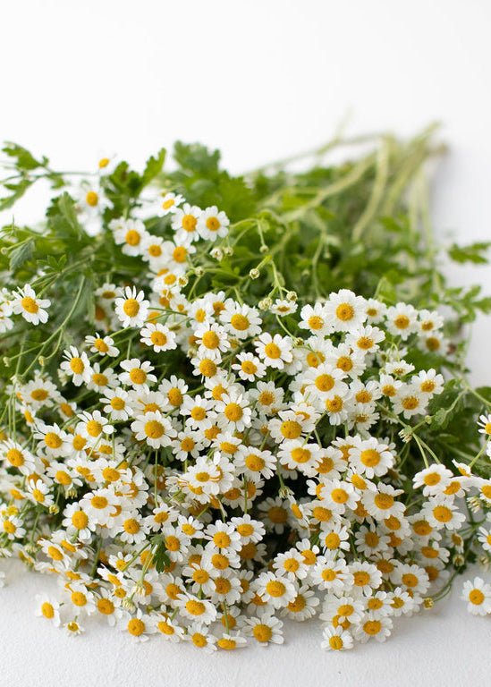 Feverfew ‘Vegmo Single’ - Clementine Home Floral Gift