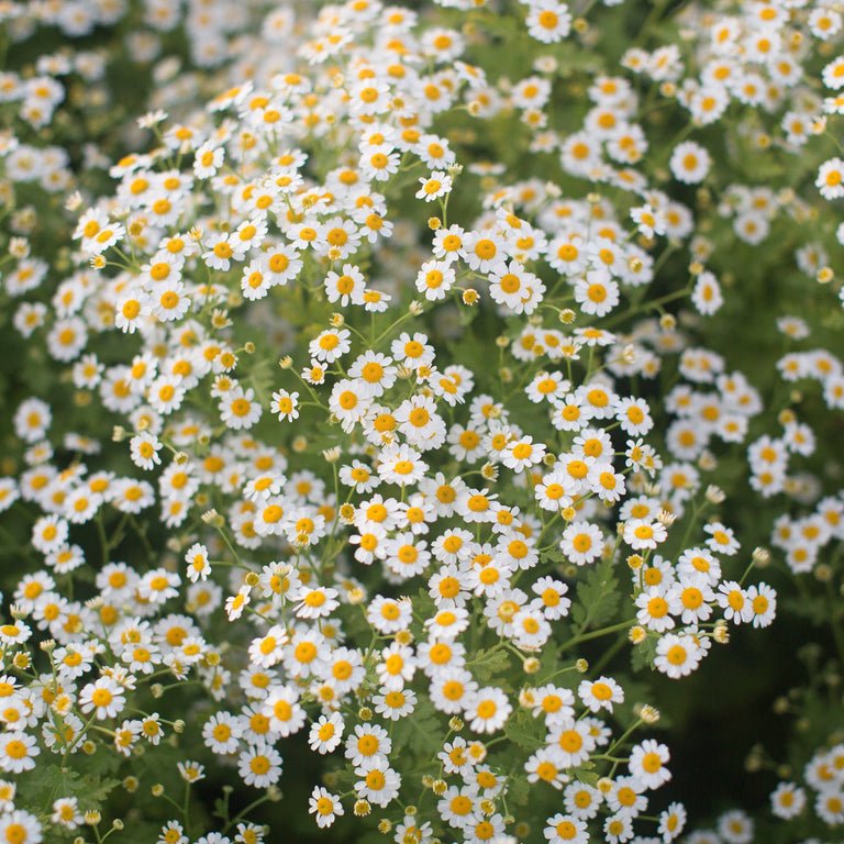 Feverfew ‘Vegmo Single’ - Clementine Home Floral Gift