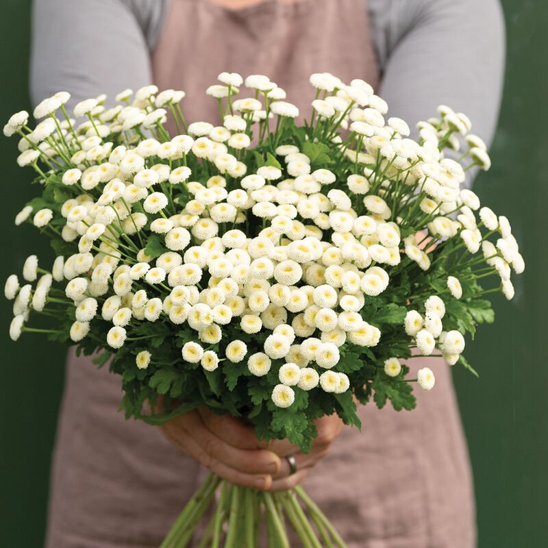 Feverfew - Vegmo Snowball - Clementine Home Floral Gift