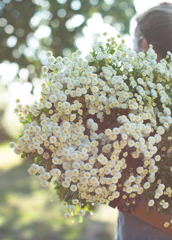 Feverfew ‘Vegmo Snowball’ - Clementine Home Floral Gift