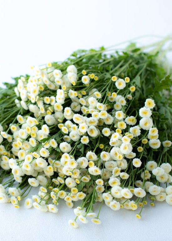 Feverfew ‘Vegmo Snowball’ - Clementine Home Floral Gift