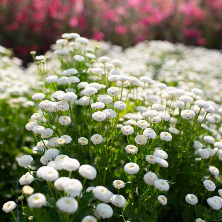 Feverfew ‘Vegmo Snowball’ - Clementine Home Floral Gift